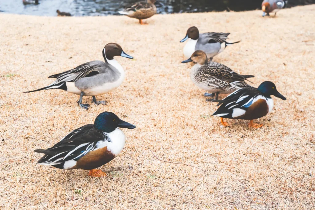 昆陽池　渡り鳥4