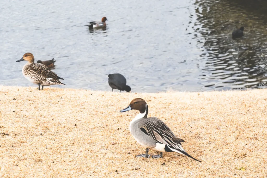 昆陽池　渡り鳥5