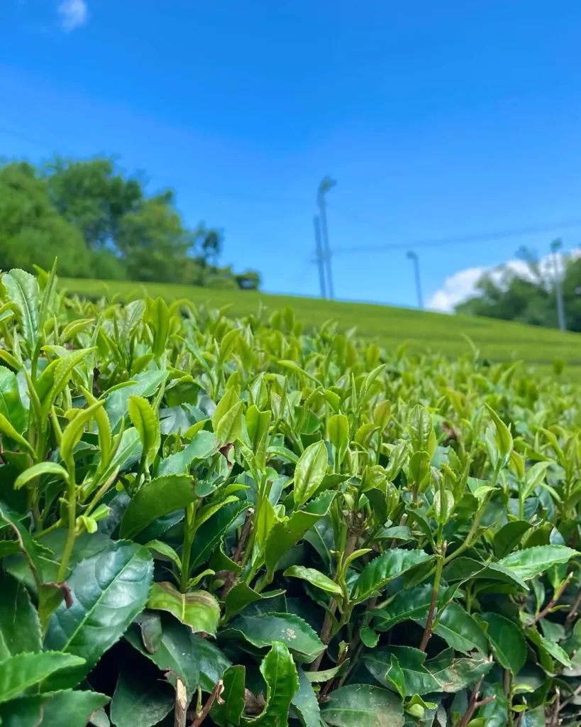 マールブランシュのお菓子に使用する抹茶を育てている茶畑