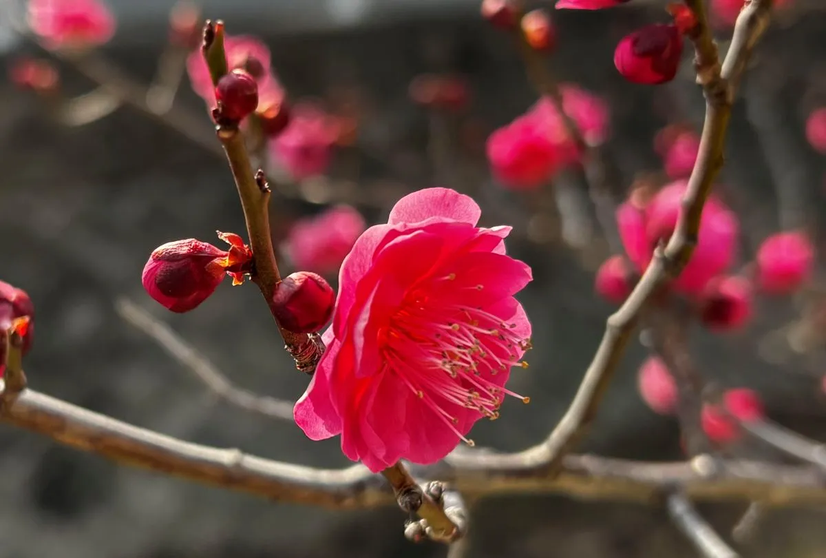 箕面 外院の里｜早春の風物詩。箕川の観梅ウィークに行ってきました｜遊歩道をのんびりとお散歩♪