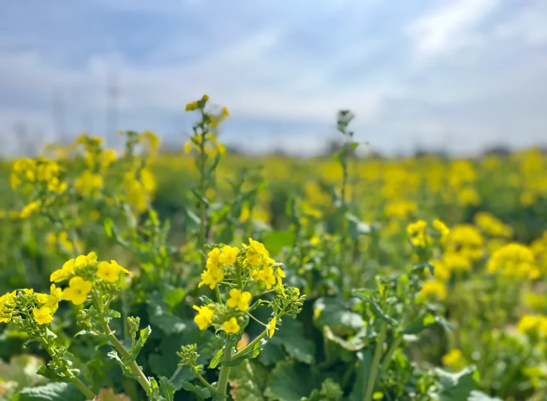 春限定無料開催！西代里山公園で花菜摘みませんか？【長岡京】