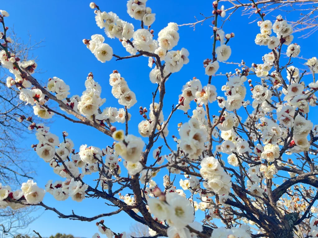 長岡京の梅 202602末