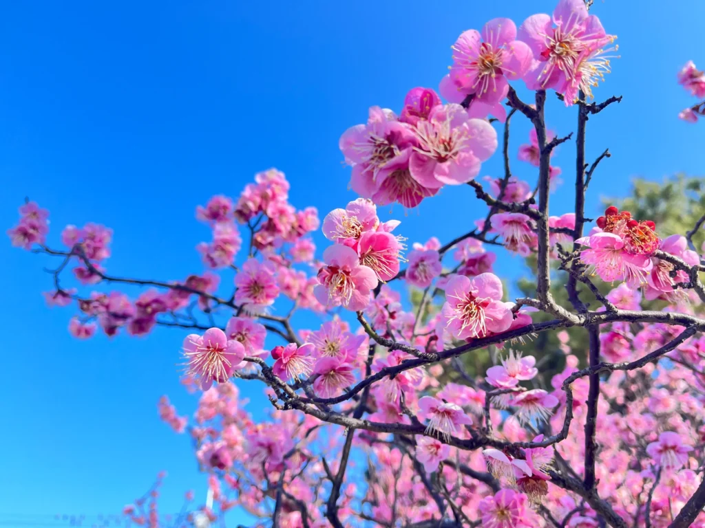 長岡京 梅 202602末