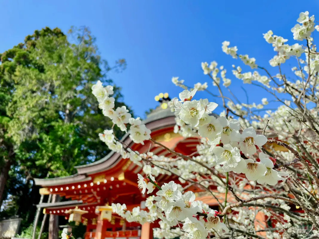 道真公が愛したのはやはり「梅」でした。長岡京で探す、静寂と歴史の春