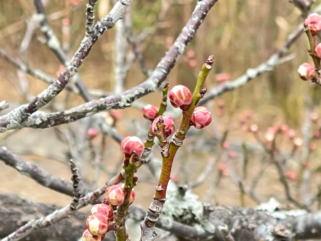 長岡天満宮の観梅　12