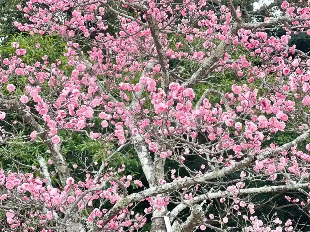 長岡天満宮の観梅　13
