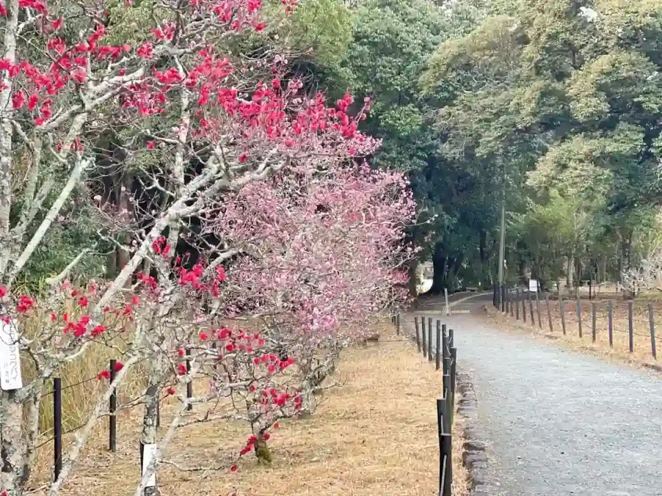 長岡天満宮の観梅　14