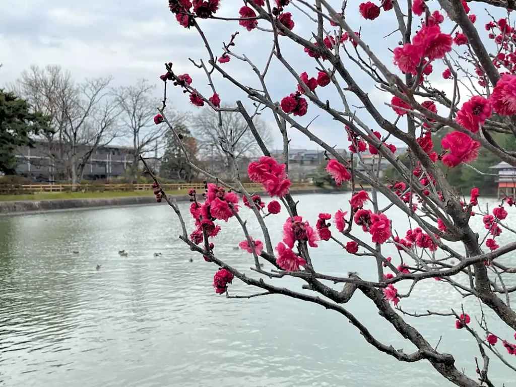 長岡天満宮の観梅　２