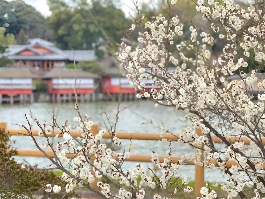長岡天満宮の観梅　３