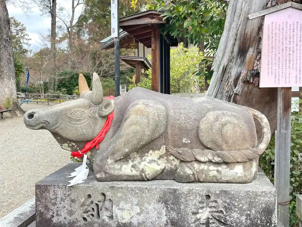 長岡天満宮の観梅　撫牛２