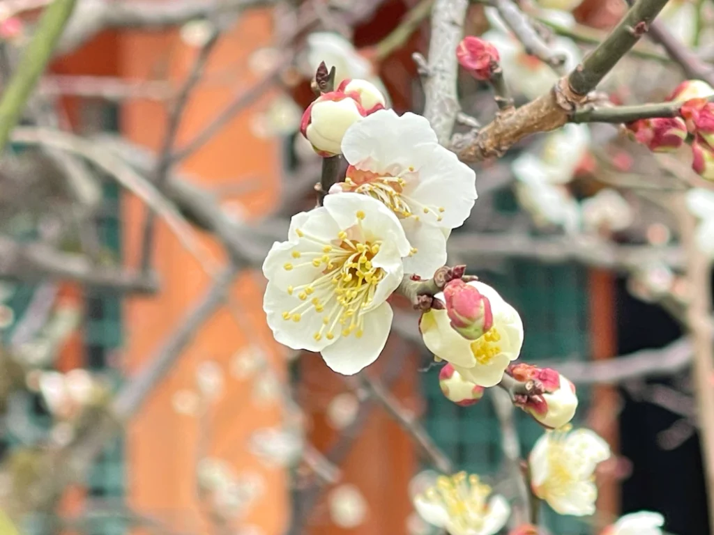 長岡天満宮の観梅　８