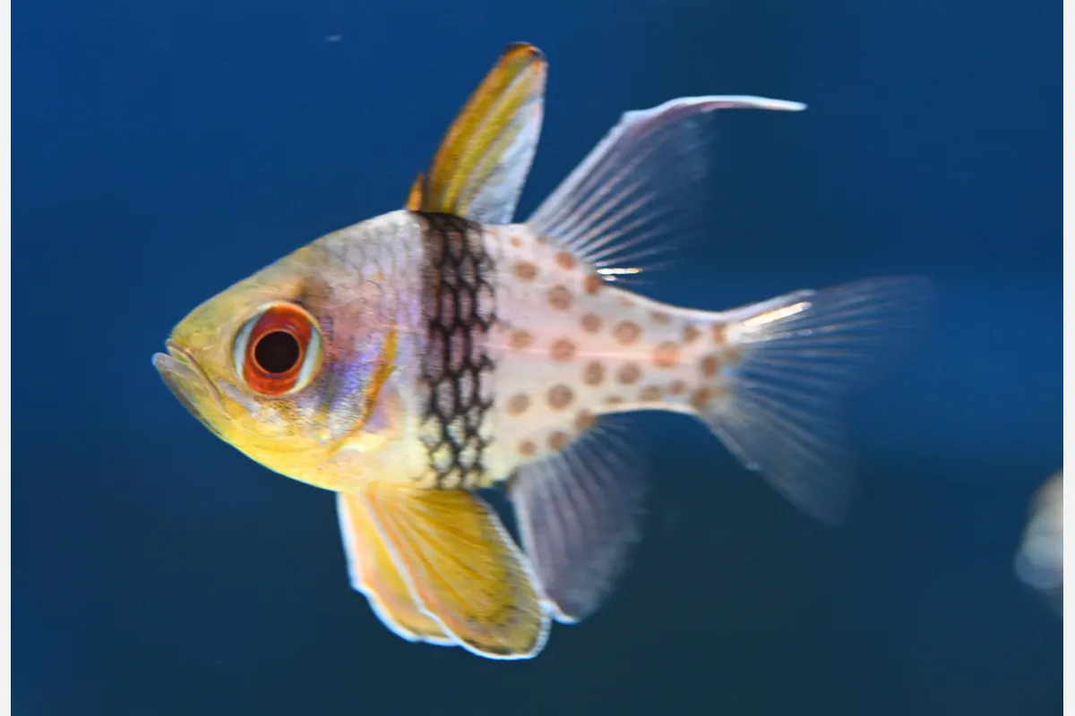 3/17（火）まで！吹田「NIFREL」の企画展「なまえにふれる」