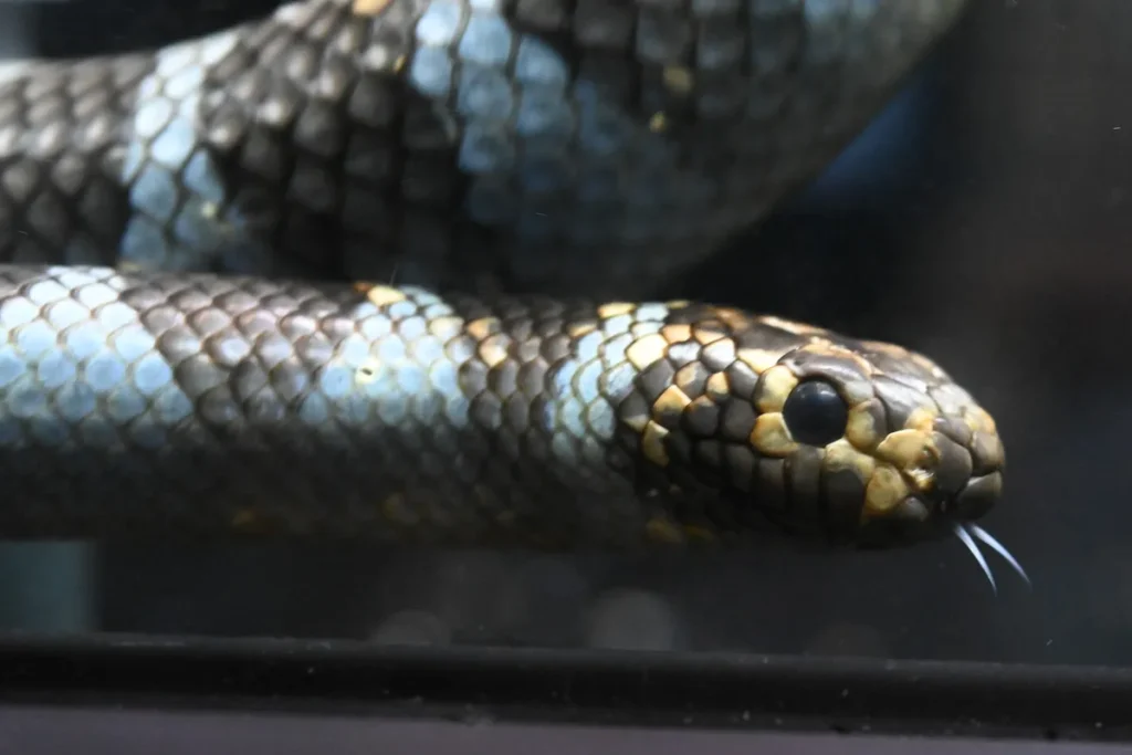 エラブウミヘビ