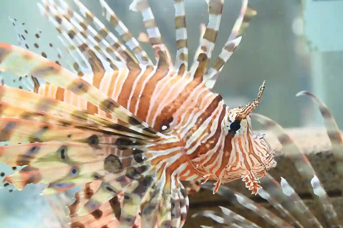 3/18（水）から「NIFREL」に毒がテーマの新ゾーン登場＆入場料金改定