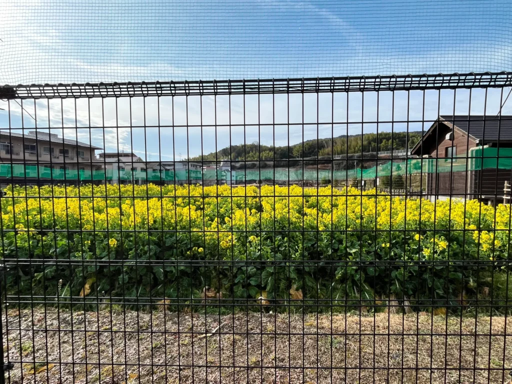 西代里山公園 花菜鑑賞エリア