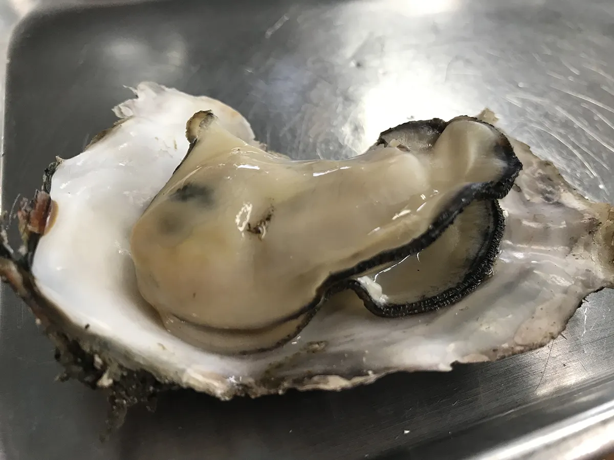 JR野田高架下のまぜそば専門店、阪神の有名駅弁とうまいもんまつりほか【日替りランチ放浪記2026年2月第3週】