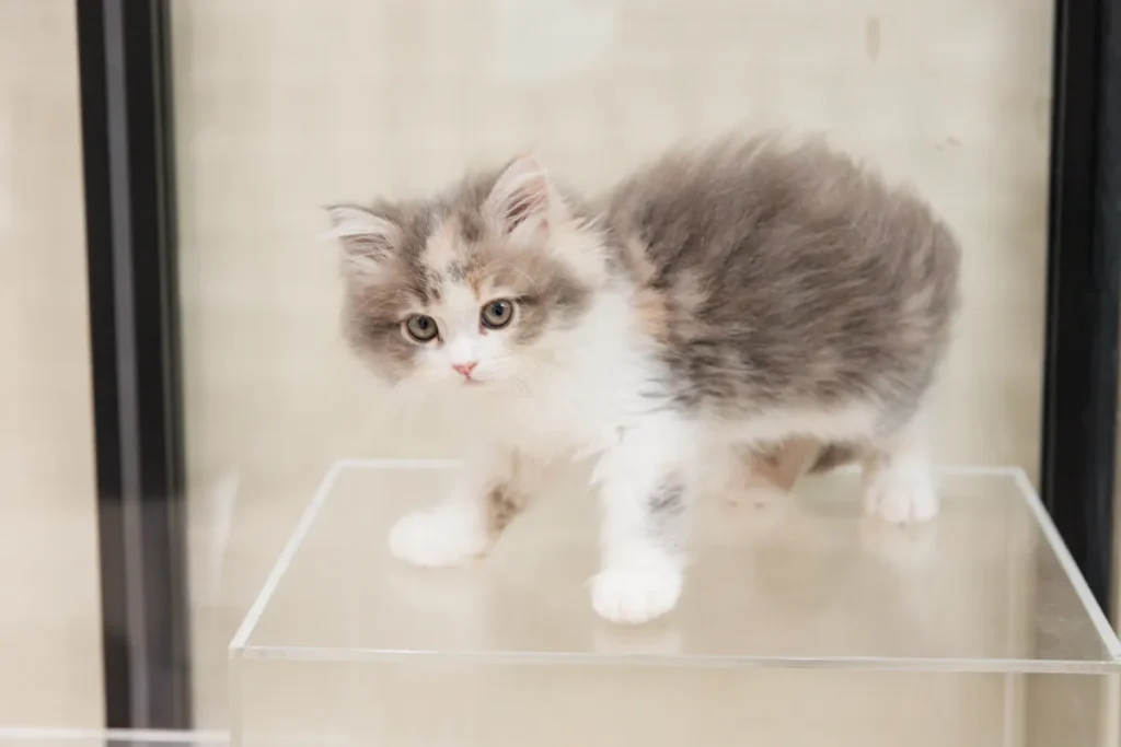 P’s-first吹田千里丘店で売られている猫
