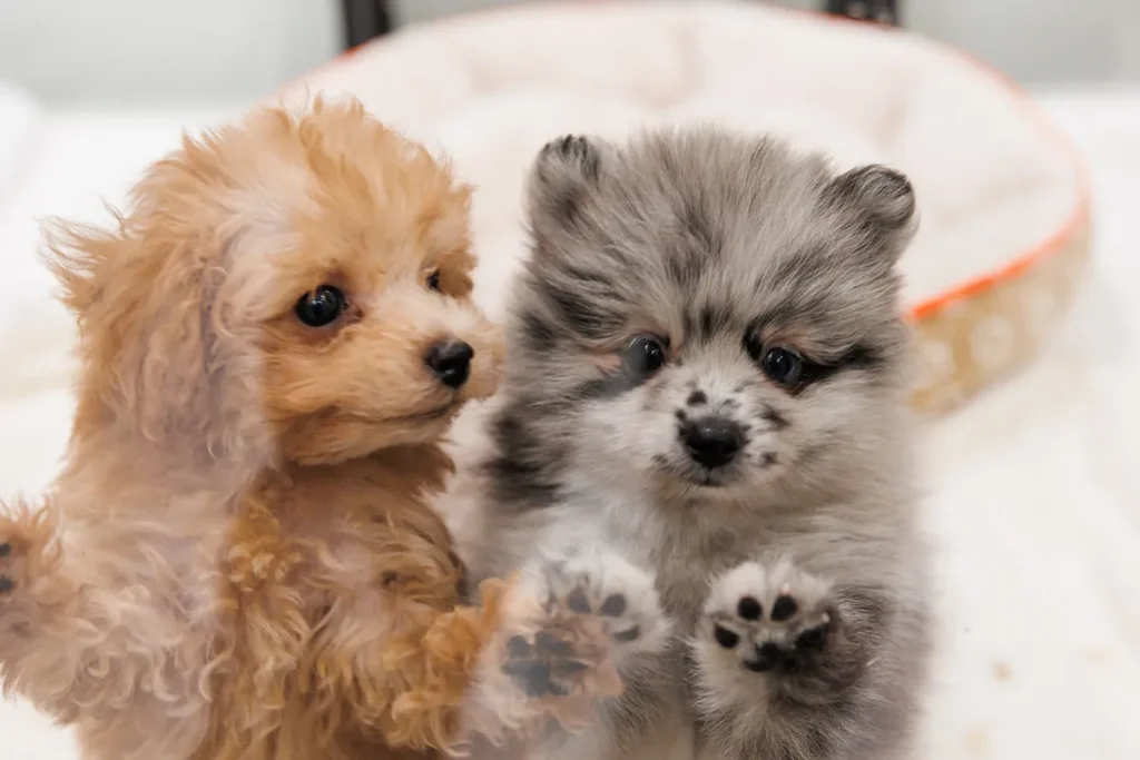 P’s-first吹田千里丘店で売られている猫と犬