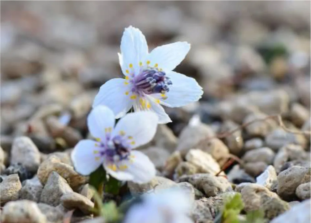 六甲高山植物園　セツブンソウ