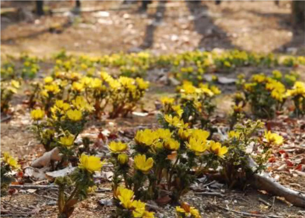 六甲高山植物園　フクジュソウ