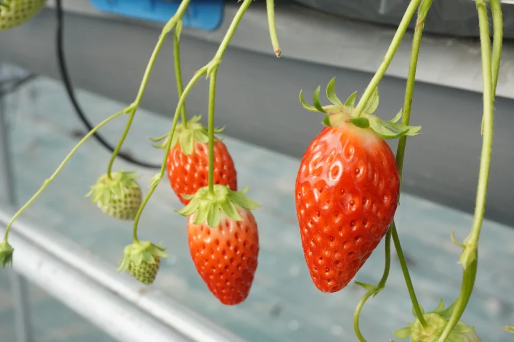 Strawberry Farm No.15　あきひめ