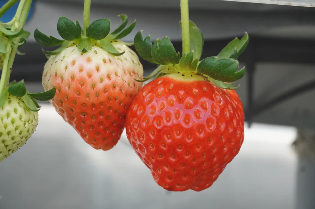 Strawberry Farm No.15　恋みのり