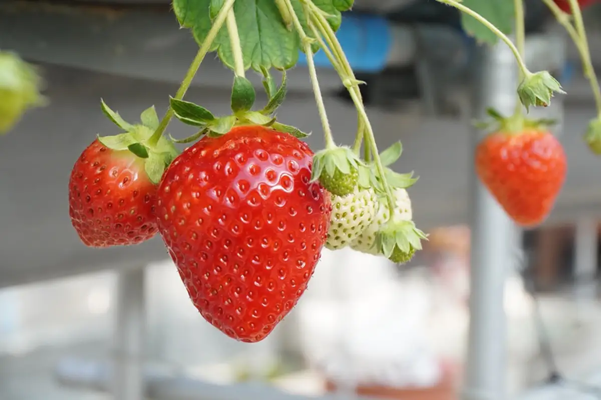 大阪とは思えない！ 里山で出合う“完熟いちご”の楽園「Strawberry Farma No.15」