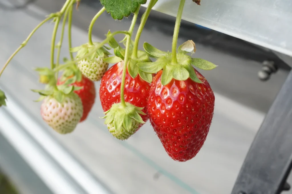 Strawberry Farm No.15　おいCベリー