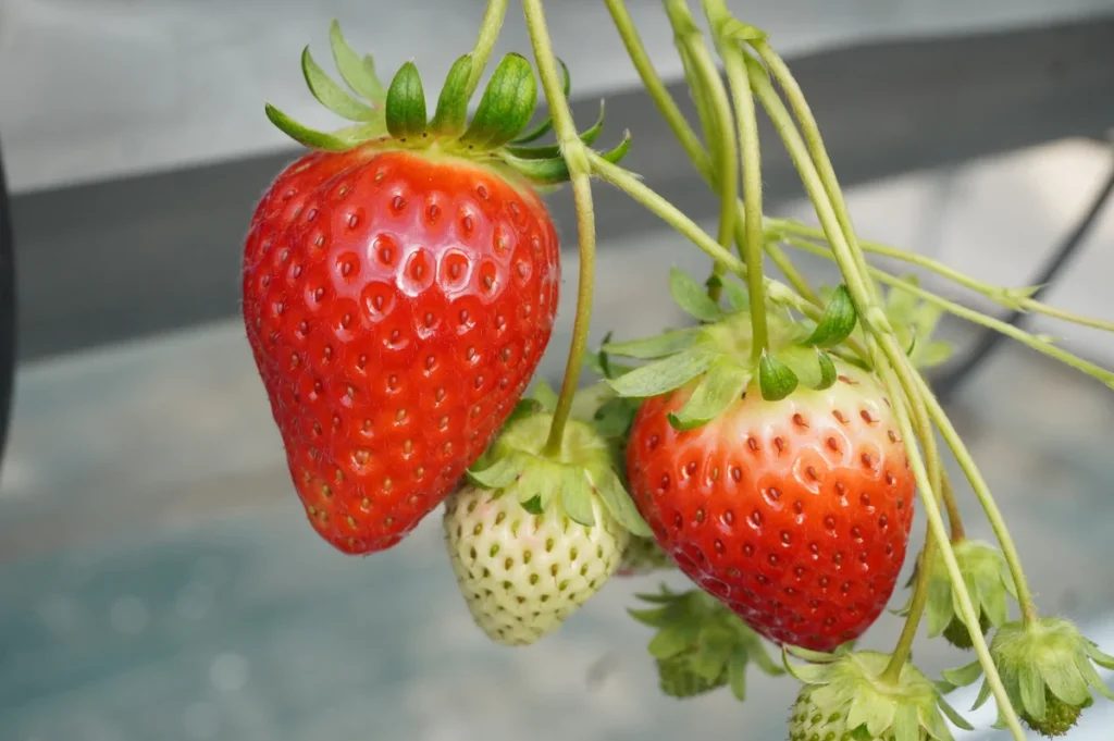 Strawberry Farm No.15　スターナイト