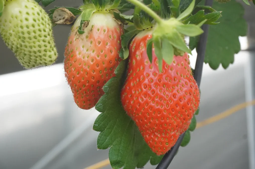 Strawberry Farm No.15　やよいひめ