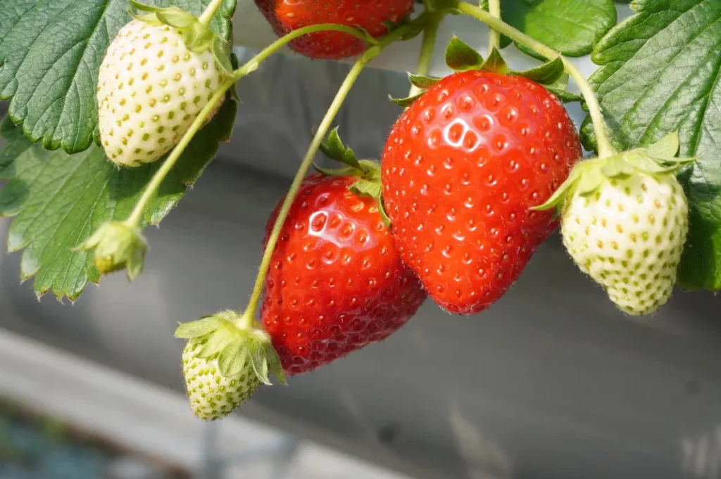 Strawberry Farm No.15　イチゴ