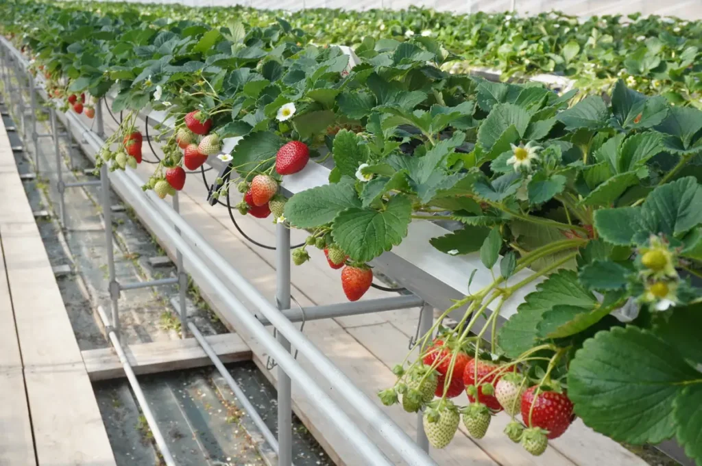 Strawberry Farma No.15のビニールハウス内部２