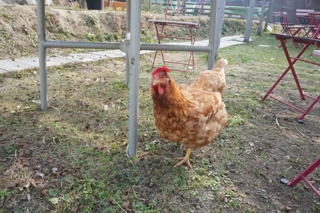 Strawberry Farm No.15　鶏