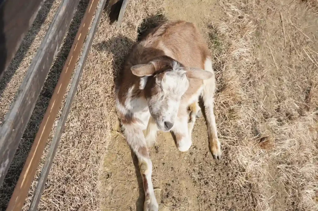 Strawberry Farm No.15　動物