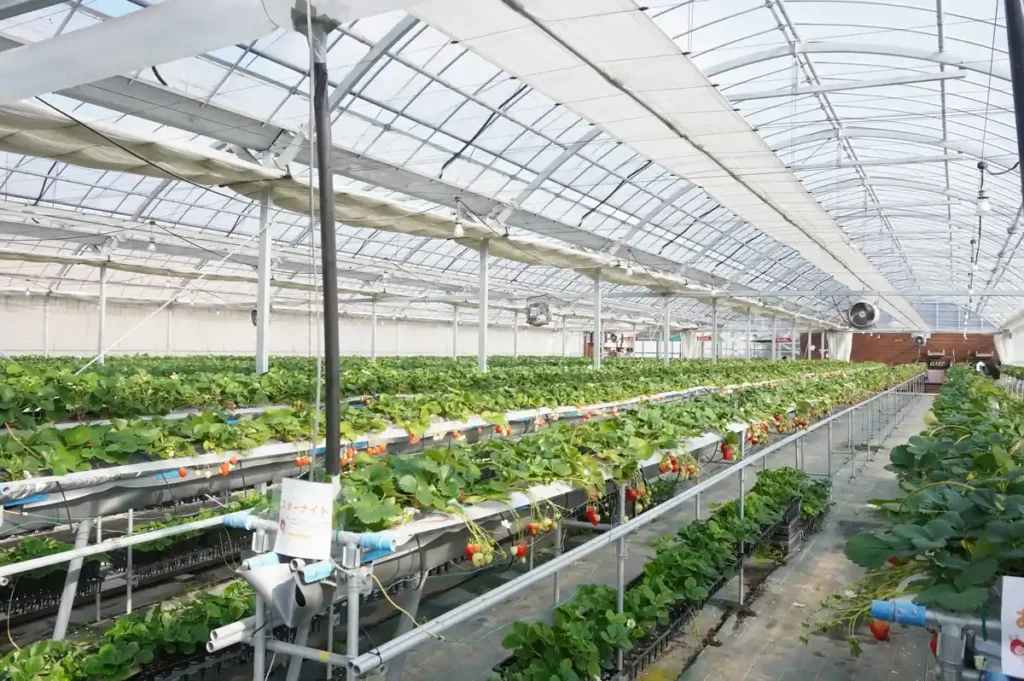 Strawberry Farma No.15のビニールハウス内部
