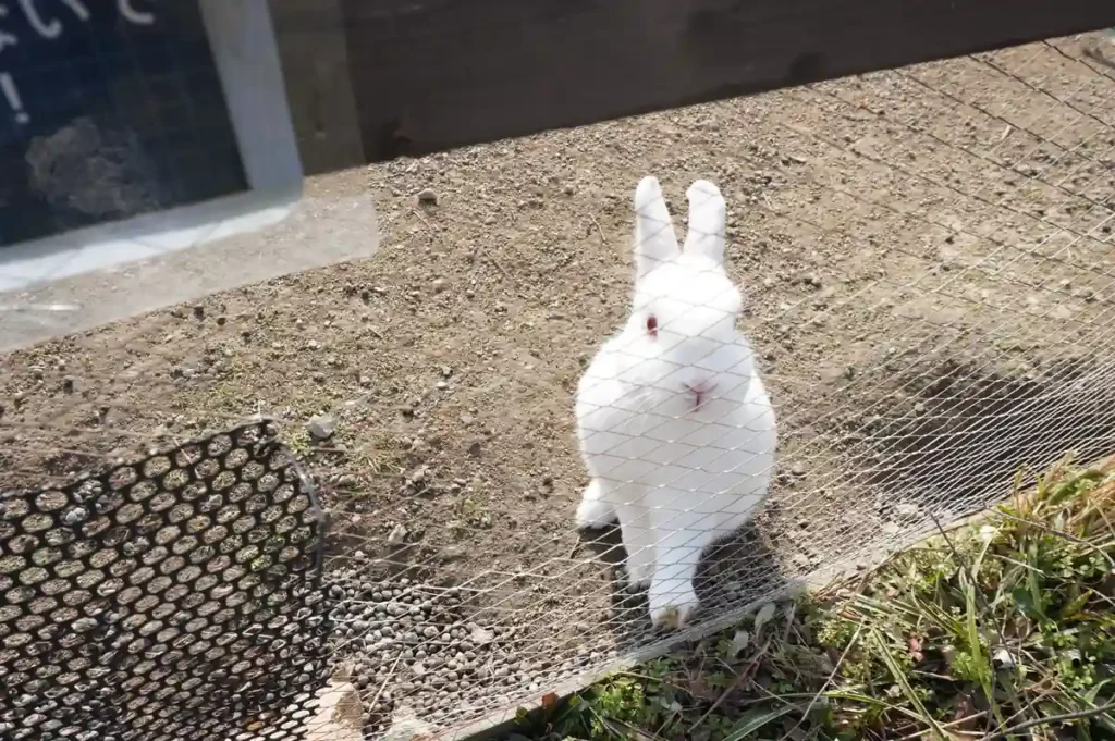 Strawberry Farm No.15 うさぎ