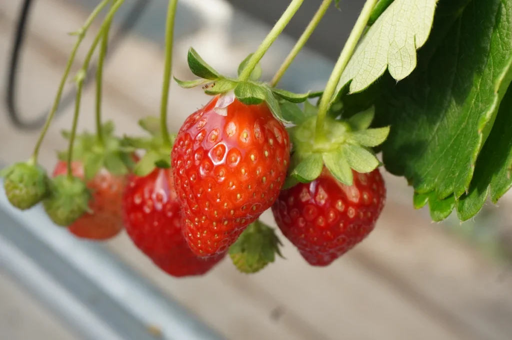 「Strawberry Farm No.15　８