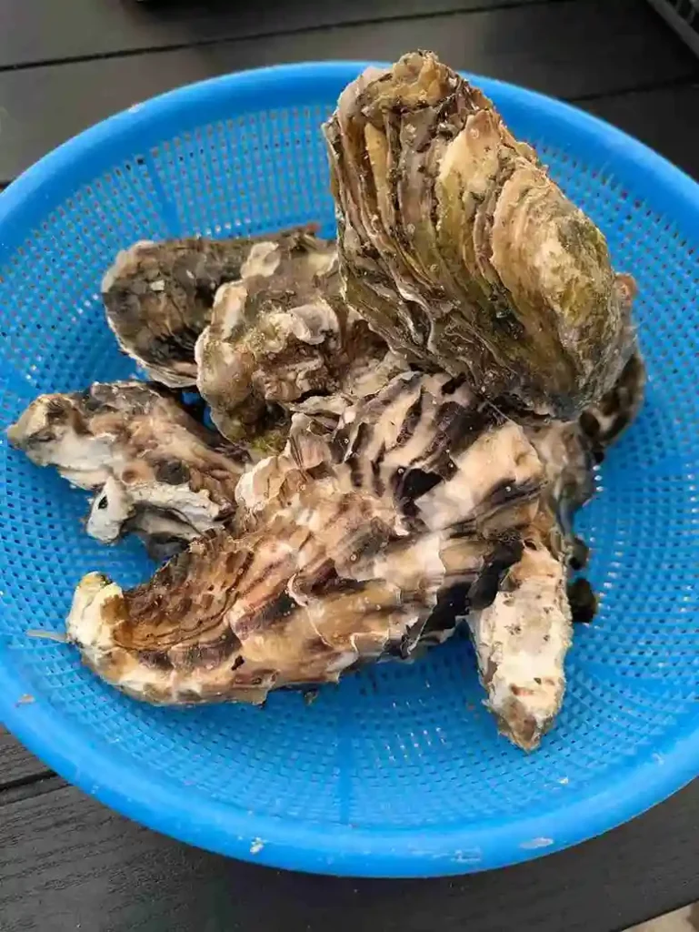 カゴに盛られた牡蠣