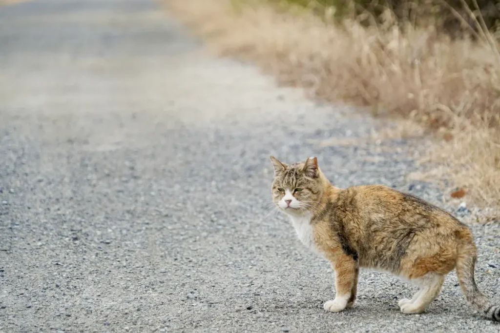 淀川区最南端　25