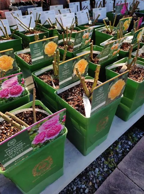 陽春園　ER売り場2