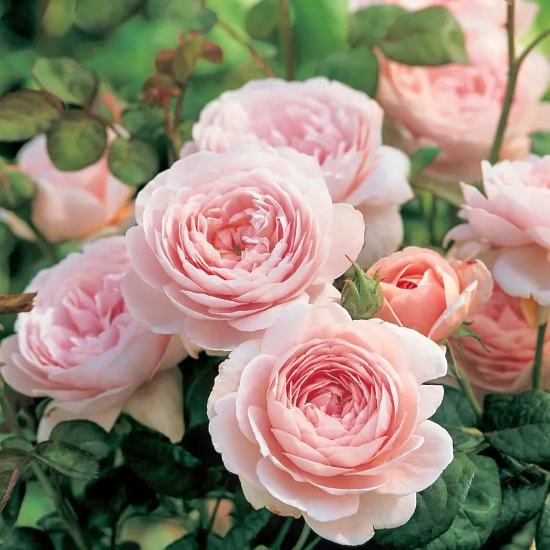 陽春園　
クイーンオブスウェーデン