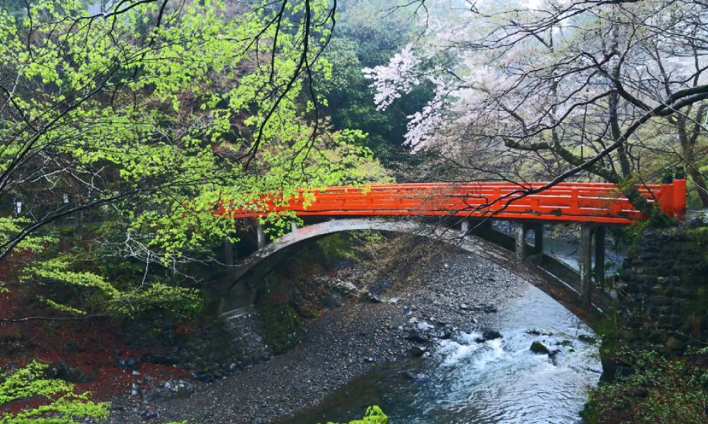 京都高雄は京都の桜の穴場。まだ見ぬ絶景を求めて高雄へ。