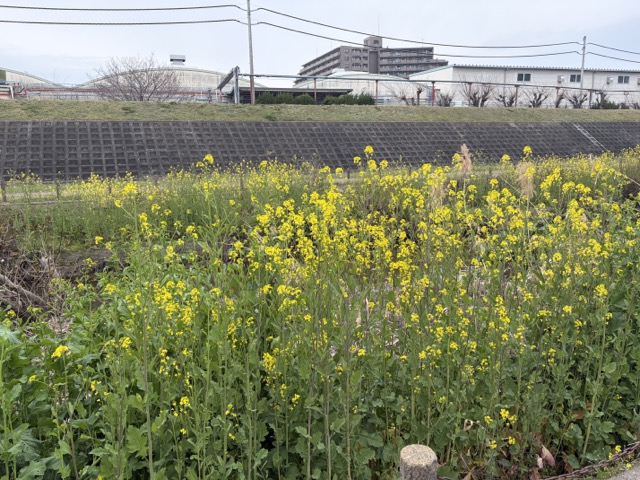 安威川の菜の花_川沿いの様子