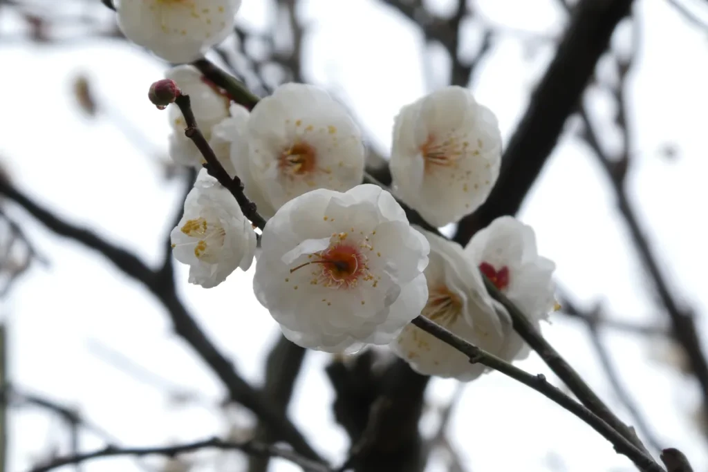 万博記念公園「梅まつり2026」2