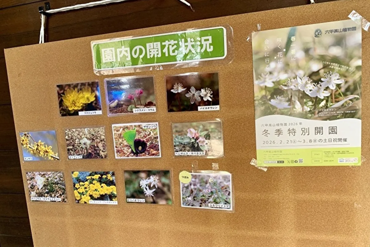 【3/8まで土日限定オープン！】灘区・六甲高山植物園ガイドツアーも♪