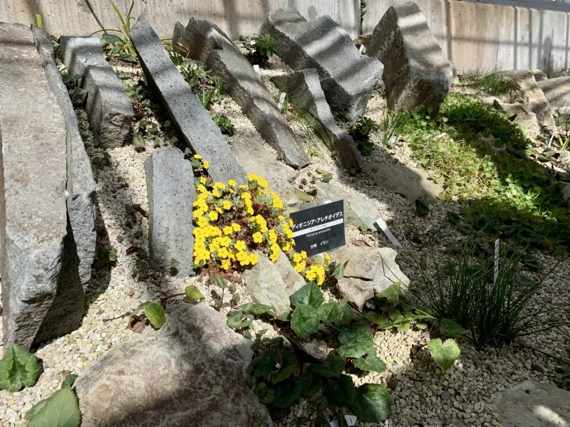 六甲高山植物園　アレチオイデス