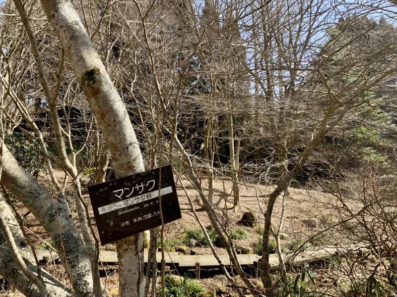 六甲高山植物園　マンサク１