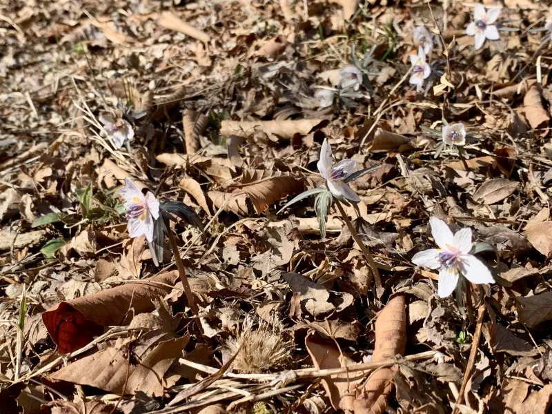六甲高山植物園　セツブンソウ