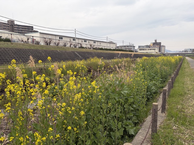 【摂津】大正川の菜の花を見てきました