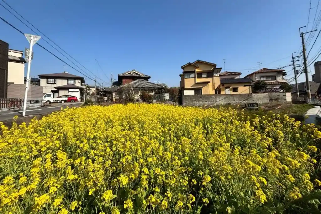 箕面山麓ファーム 近隣の菜の花畑